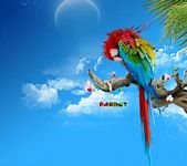 pic for colorful  parrot 
